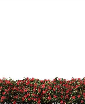 Тюль портьеры «Фонтейн» | фото 2