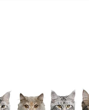 Тюль портьеры «Мелинис» | фото 2