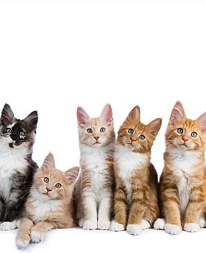 Тюль портьеры «Энеко» | фото 2