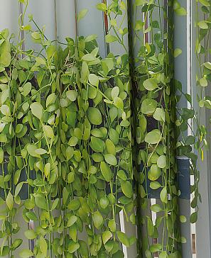 Комплект штор «Префрес» - 240 см