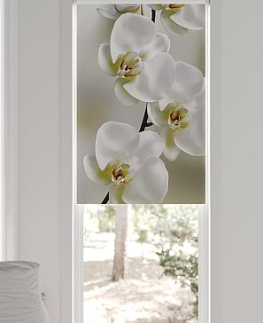 Рулонная штора «Фиреда - 19 - ширина 62 см»