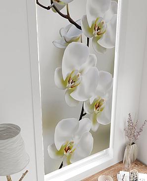 Рулонная штора «Легроса - 19 - ширина 68 см»