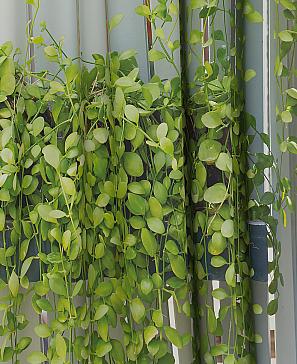 Комплект штор «Префрес» - 270 см