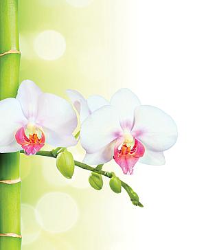 Комплект штор «Лорихан» | фото 3