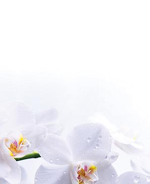 Комплект штор «Элисти» | фото 3